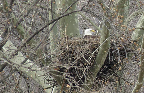 Bald eagles at Masonville Cove, MD